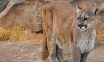 Woman Pulls Apart ‘Dog Fight’ to Find Herself Holding a Mountain Lion