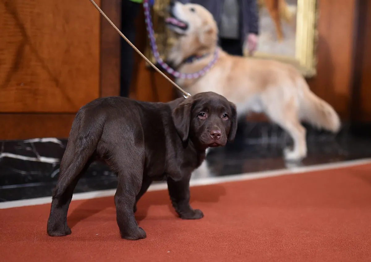 File photo depicting a Labrador retriever at the headquarters of the American Kennel Club in New York City on Feb. 22, 2016. (Jamie McCarthy/Getty Images)