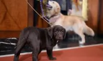 Loyal Labrador Retrievers Save Life of Owner After She Has a Stroke