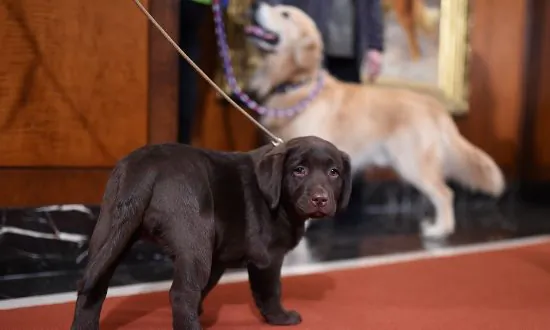 Loyal Labrador Retrievers Save Life of Owner After She Has a Stroke