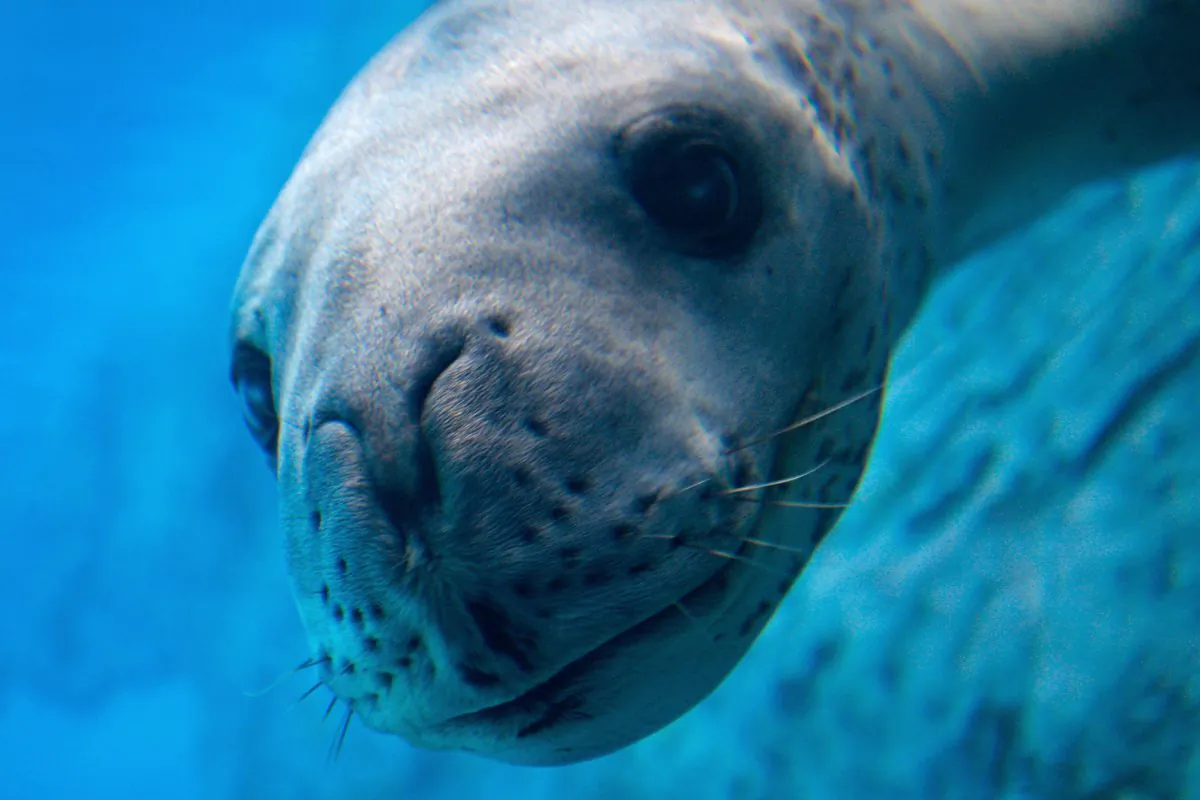 In this file image, a Leopard Seal explores its new enclosure at Sydney's Taronga Zoo on April 2, 2008. (Anoek De Groot/AFP/Getty Images)