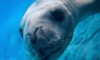 USB Stick Survived Frozen Trip Through Leopard Seal, With Video Clue Intact
