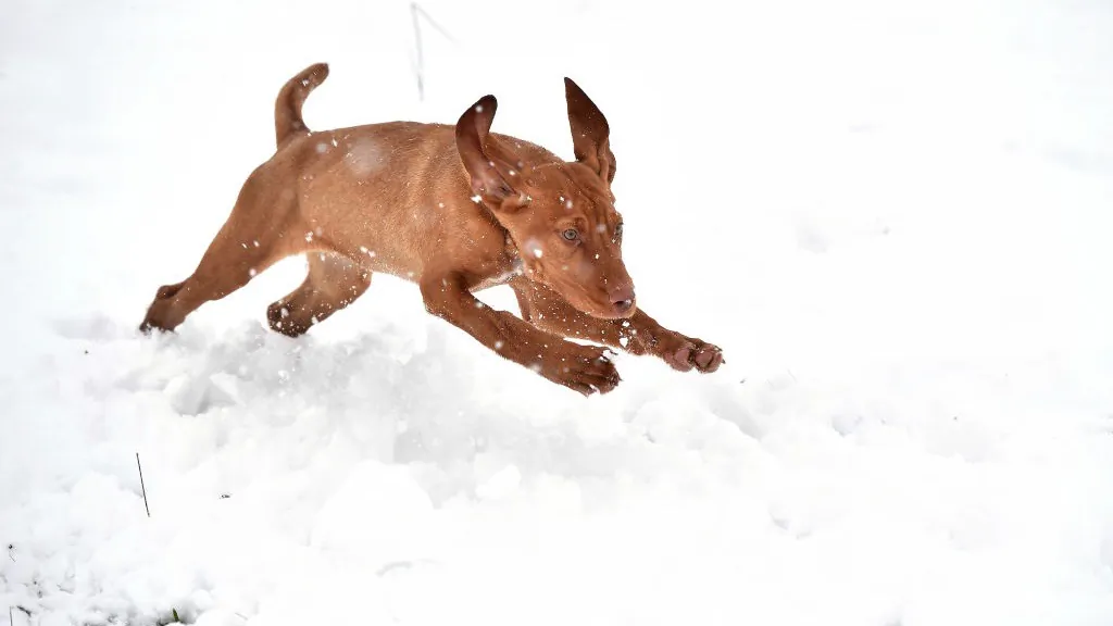 Prince, a Hungarian wire haired Vizsla, plays in the snow in Belfast, Northern Ireland, on Jan. 17, 2018. (Charles McQuillan/Getty Images)