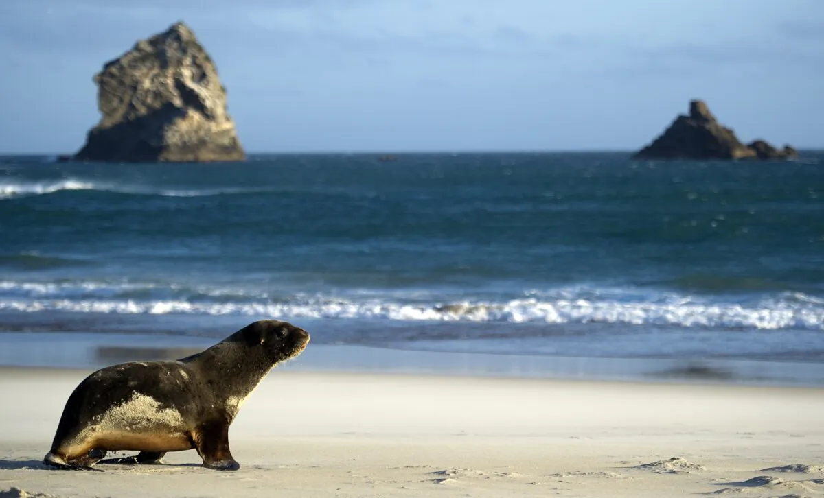 A sea lion is pictured on the beach in Sandfly Bay near Dunedin, New Zealand, on Sept. 21, 2011. (Martin Bureau/AFP/Getty Images)