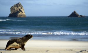 Video: Group of Sea Lions Chases After Boat, Make 'Zombie' Sounds