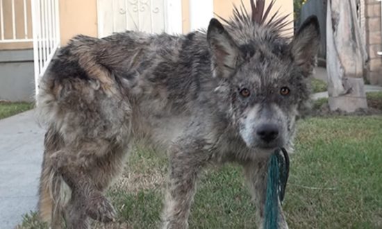 Sick Stray Confused for a Wolf Gets True Breed Revealed After Rescuers Perform a DNA Test