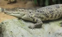 Drug Dealers Used Alligator Dubbed ‘El Chompo’ to Guard Drugs & Money