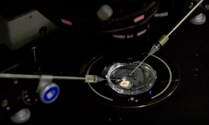 An embryo receives a small dose of Cas9 protein and PCSK9 sgRNA in a sperm injection microscope in a laboratory in Shenzhen in southern China's Guangdong province. (AP Photo/Mark Schiefelbein)