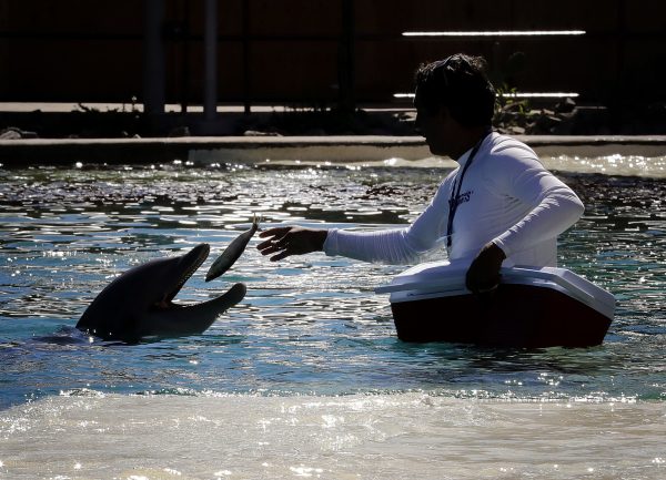 dolphin at Dolphinaris Arizona 1