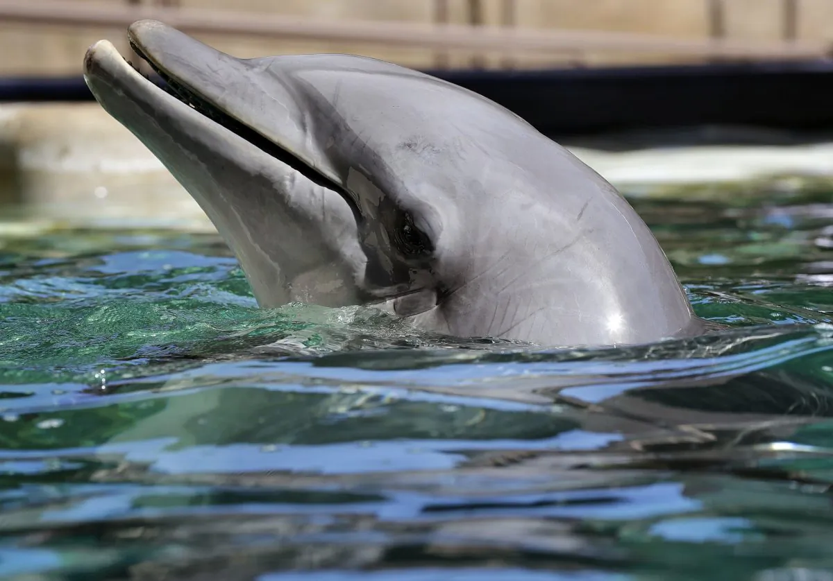 A dolphin plays in the water at Dolphinaris in Scottsdale, Ariz., on Oct. 13, 2016. (Matt York/AP)