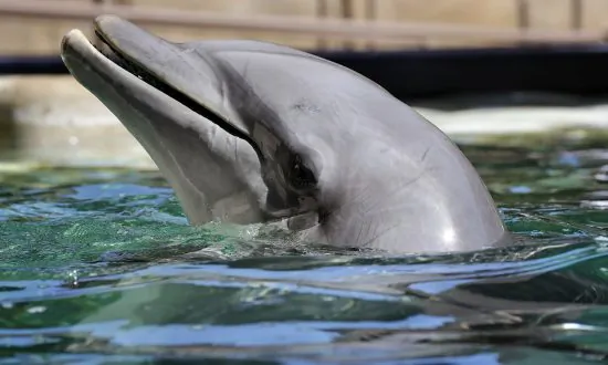 Butchered Remains of Dolphin Found on New Jersey Beach