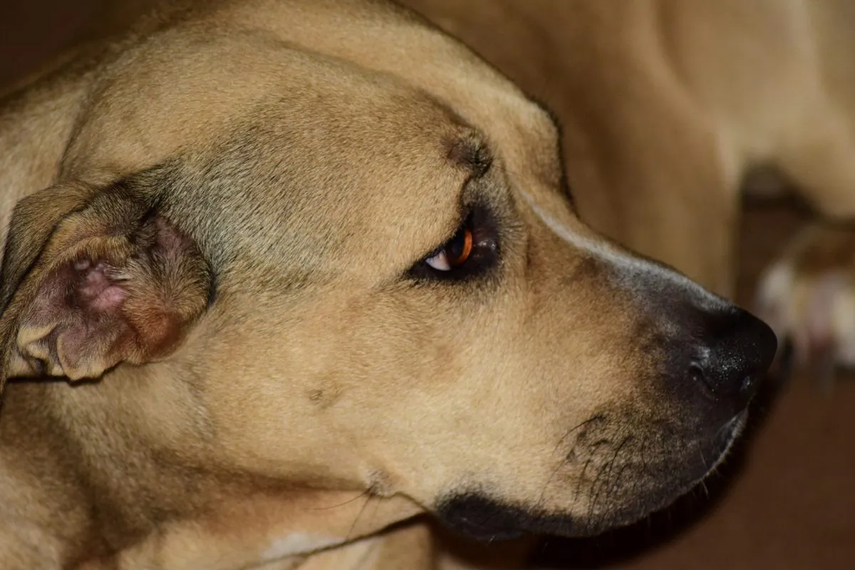 A short-haired dog gazes offscreen. (Sergio Rosi/Pixabay)