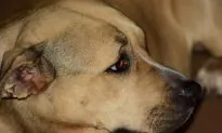 Hero Dog Breaks Out of House, Leads Police Back To Save Owner From Gas Leak
