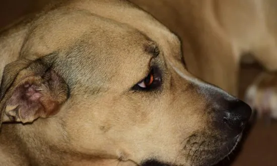 Hero Dog Breaks Out of House, Leads Police Back To Save Owner From Gas Leak