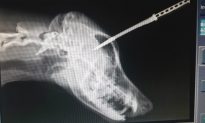 Dog Survives Steak Knife Embedded in Skull After Growling At Gangster