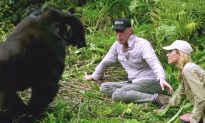 Conservationist Introduces Wife to His Gorilla Friends and They’re ‘In Love With Her’