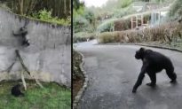 Belfast Zoo Visitors ‘Petrified’ As Escaped Chimpanzees Roam Free