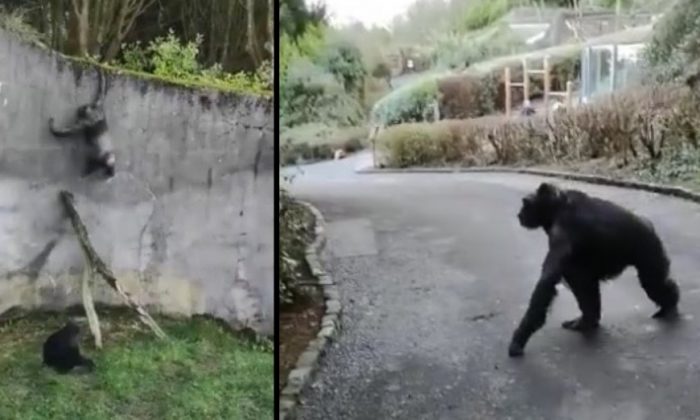 Belfast Zoo Visitors 'Petrified' As Escaped Chimpanzees Roam Free Belfast Zoo Visitors 'Petrified' As Escaped Chimpanzees Roam Free