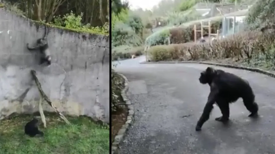 Four chimpanzees escaped their enclosure and roamed freely throughout the zoo in Belfast, Northern Ireland, on Feb. 9, 2019. (Dean McFaul via Storyful)