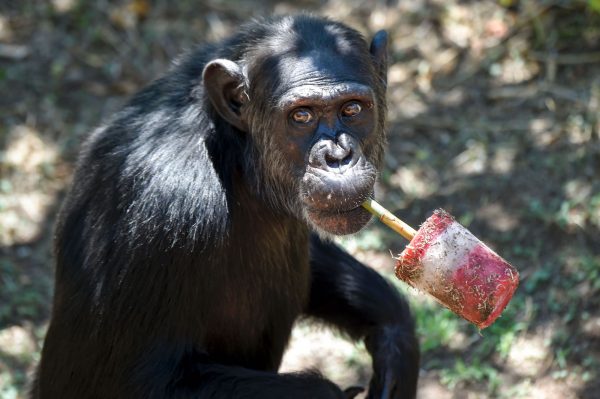 a chimp eats a treat
