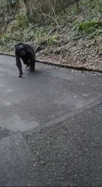 chimp roams freely in Belfast zoo