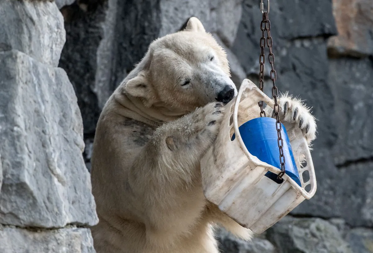 A polar bear named Wolodja playing inside his enclosure at the Tierpark zoo in Berlin, Germany, on March 4, 2018. (Paul Zinken/AFP/Getty Images)