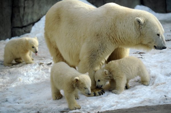A 'mass exodus' of polar bears from Alaska to Russia has taken place, local  residents claim