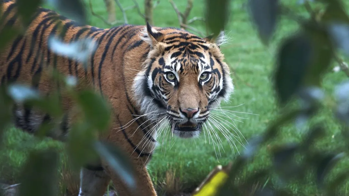 Sumatran tiger Melati looks on in her enclosure during the opening of London Zoo's new Tiger Territory, a project to house Sumatran tigers at ZSL London Zoo, in London, on March 20, 2013. (Tim P. Whitby/Getty Images)