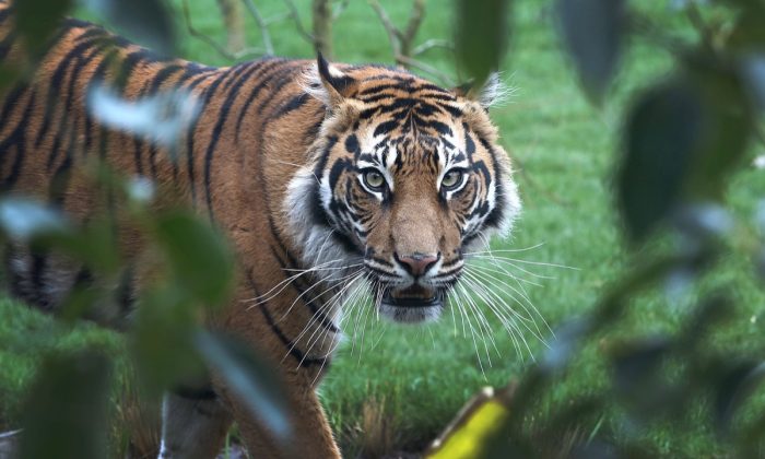 Sumatran tiger Melati looks on in her enclosure during the opening of London Zoo's new Tiger Territory, a project to house Sumatran tigers at ZSL London Zoo, in London, on March 20, 2013. (Tim P. Whitby/Getty Images)