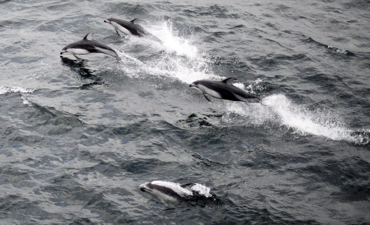 Pacific white side dolphins are seen swimming just outside of the Nanaimo Harbour on Vancouver Island, B.C. Oct. 26, 2013. Scientists observed the dolphins hanging around resident killer whales during summer 2018. (The Canadian Press/Jonathan Hayward)