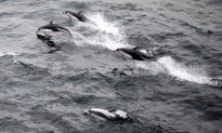 Odd Couple of the Deep: B.C. Dolphins Hang out With Killer Whales