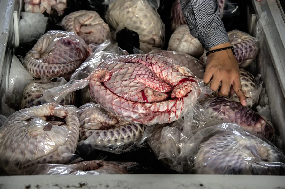 Indonesian police display 657 dead and frozen pangolins in Surabaya, East Java, on Aug. 25, 2016. (Juni Kriswanto/AFP/Getty Images)