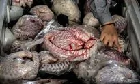 6 Animals Being Eaten to Extinction in China