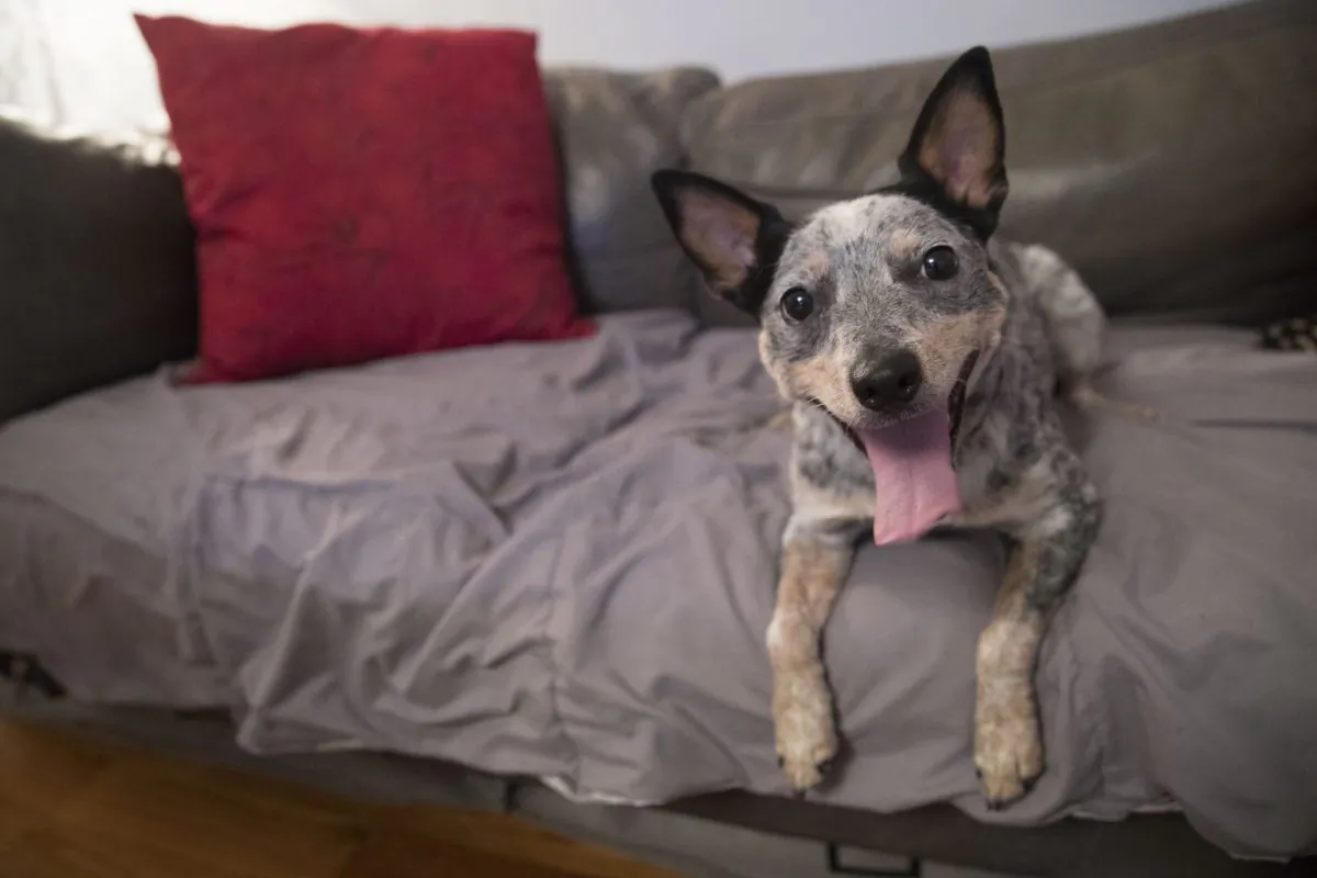A rescue dog owned by Lisa Topol is seen New York. on Jan. 31, 2019. Topol recently had the DNA tested on both her mixed-breed dogs. Genetic testing for dogs has grown rapidly in recent years, fueled by companies marketing kits that offer to decode dogs’ heritage and health as simply, or laboriously, as owners can swab a canine cheek. (Mary Altaffer/AP Photo)