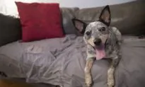 Dog DNATesting Takes Off, and Generates Debate