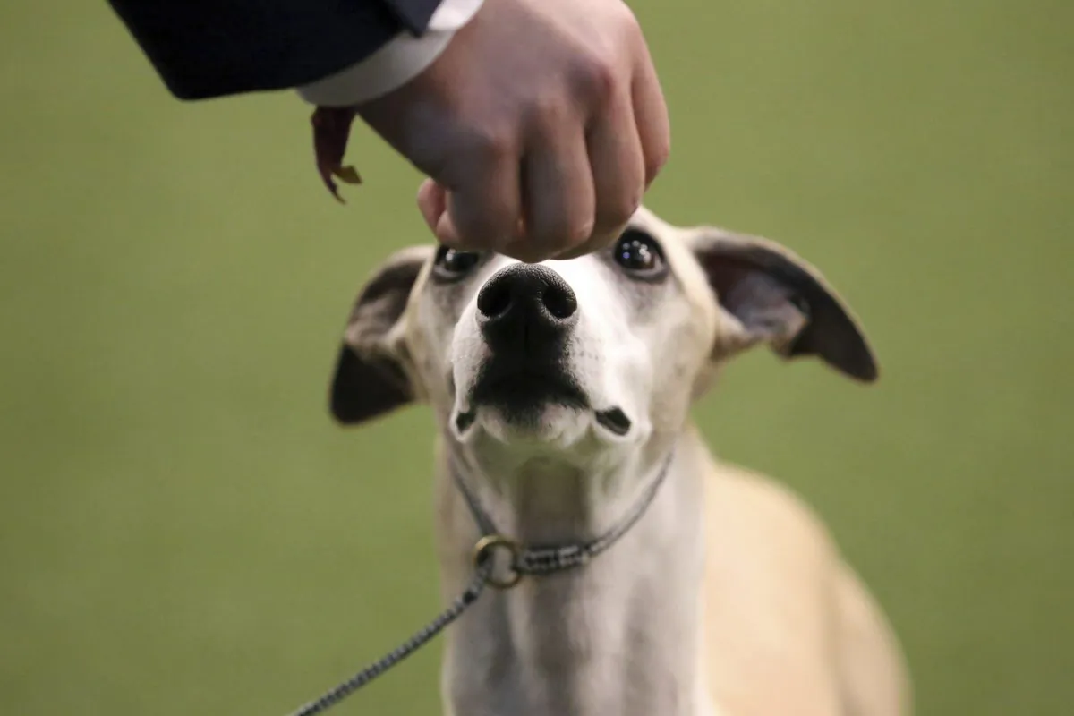 Whiskey the Whippet listens to commands from his handler Justin Smithey during the Best of Breed event at the Westminster Kennel Club dog show in New York, on Feb. 11, 2019. (AP Photo/Wong Maye-E)