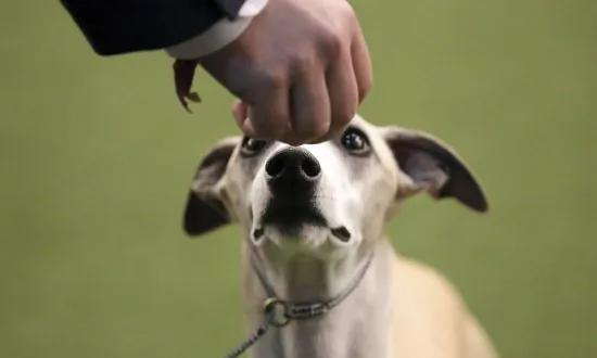 No Chaser: Bourbon Tops Whiskey in Westminster Whippet Upset
