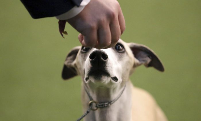Whiskey the Whippet listens to commands from his handler Justin Smithey during the Best of Breed event at the Westminster Kennel Club dog show in New York, on Feb. 11, 2019. (AP Photo/Wong Maye-E)