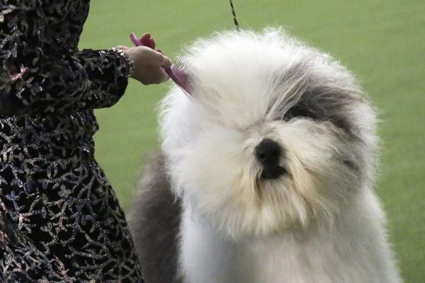 An Old English sheepdog name Bugaboo's Let It Go