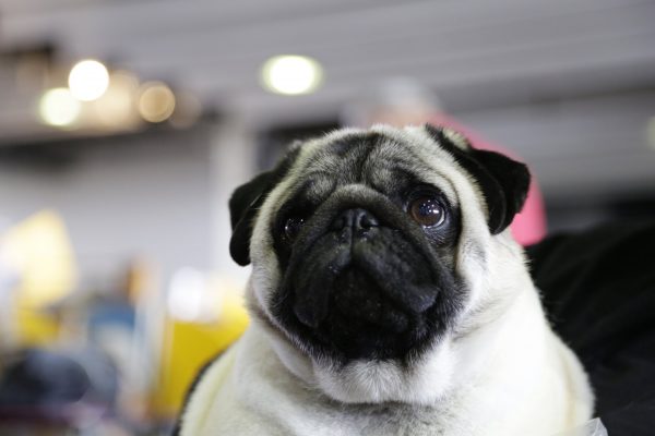 Biggie the pug poses for photos at the Westminster Kennel Club Dog Show