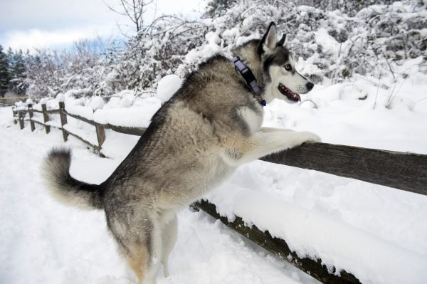 Epoch Times Photo