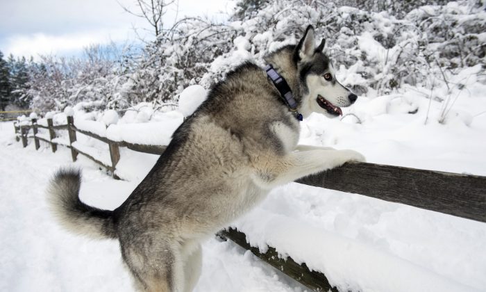 A Husky props herself on a fence to greet her approaching owner at Sehmel Homestead Park in Gig Harbor on Monday, Feb. 11, 2019, during a break in a snowstorm that continues to blanket the Northwest. (AP photo/ The News Tribune, Drew Perine)