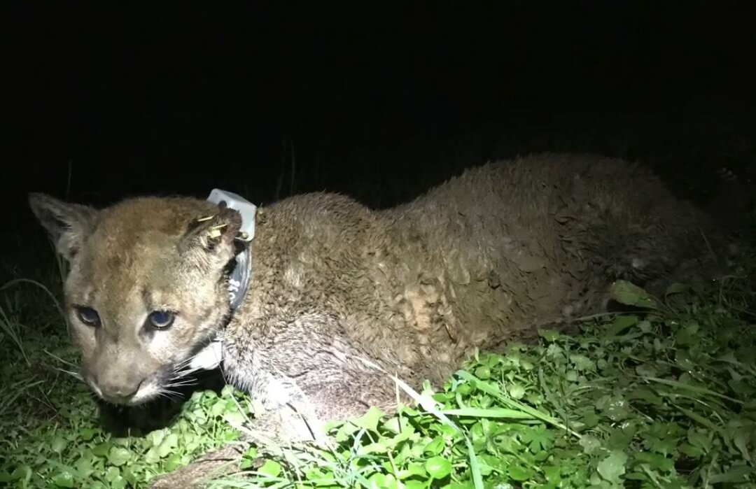 Mountain Lion Shot Dead by Landowners After Killing Sheep | The Epoch Times