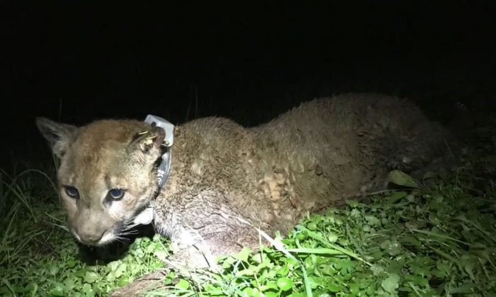 A mountain lion was shot dead in the Napa area of California after it killed two sheep, prompting criticism from some. (Audubon Canyon Ranch)