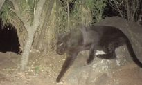 Extremely Rare Black Leopard Captured on Camera in Kenya