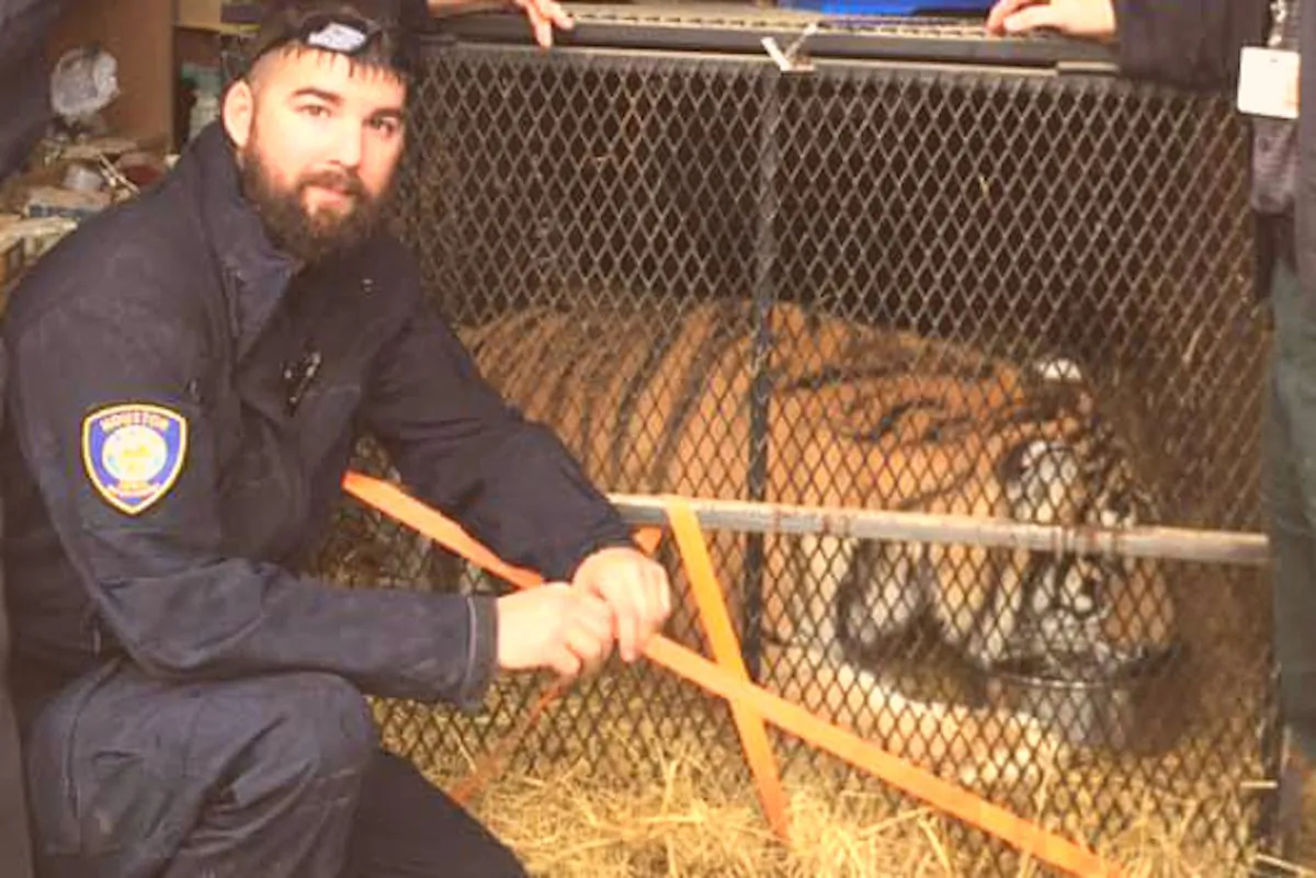 A tiger inside a cage, found on Feb 11, 2019 by animal enforcement officers in Houston. (BARC)
