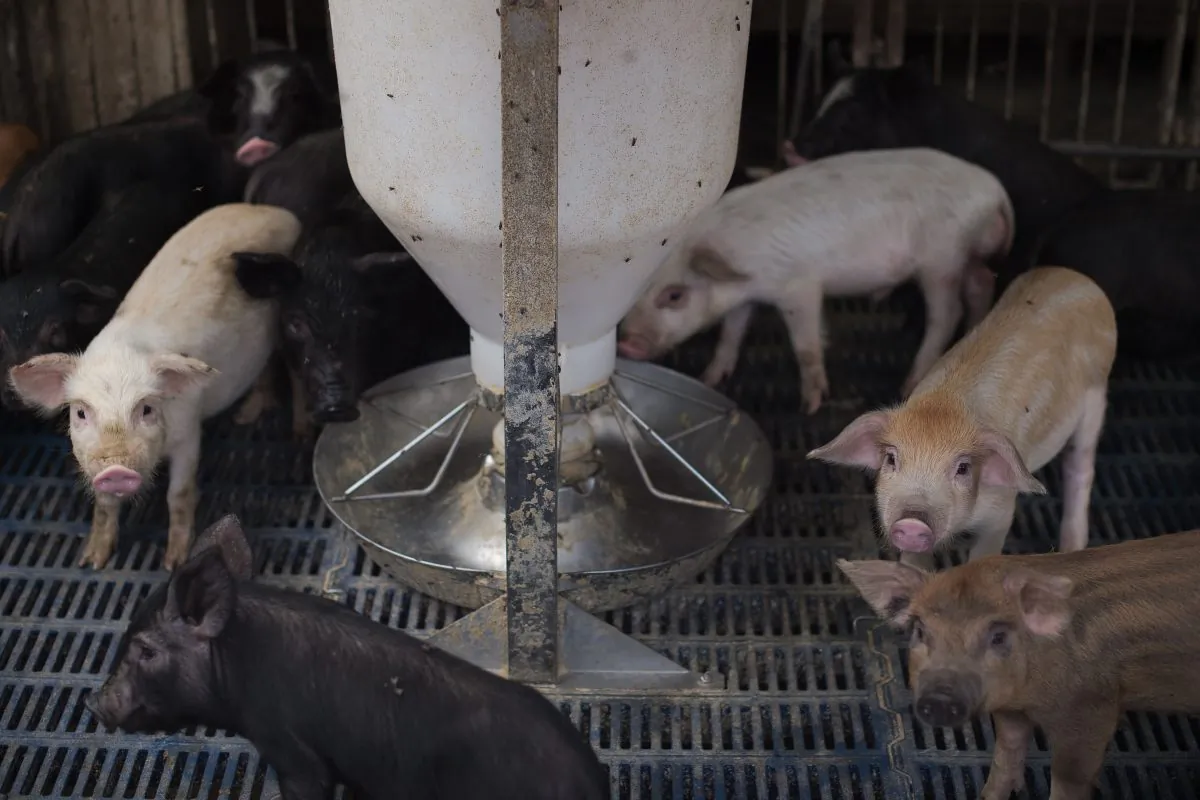 Piglets at a pig farm on the outskirts of Beijing.
(NICOLAS ASFOURI/AFP/Getty Images)