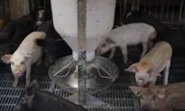 China’s Tech Giants Introduce On-Farm Pig Face Recognition Technology