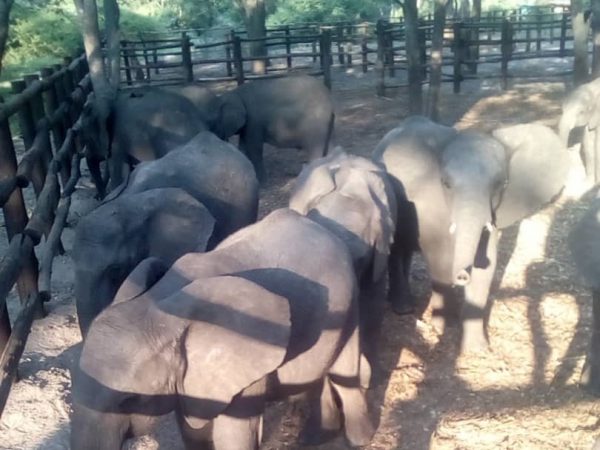 baby elephants at a national park in zimbabwe