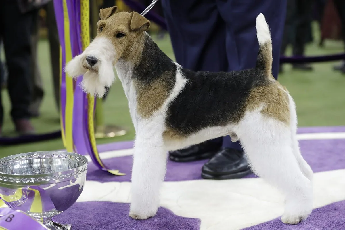 King, a wire fox terrier, poses for photographs after winning Best in Show at the 143rd Westminster Kennel Club Dog Show in New York, on Feb. 12, 2019. (Frank Franklin II/AP Photo)